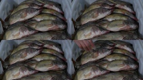 防騙在行動，手工之家提醒大家買海鮮注意這幾點，可以不上當(dāng)受騙