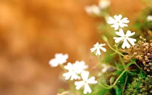 防騙在行動(dòng)，手工之家提醒，注意這幾項(xiàng)，就能找到正規(guī)外發(fā)手工活(圖2)