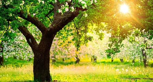 用心去種，才能成就一棵能擋雨納涼的大樹 --- --- 手工之家植樹節(jié)有感