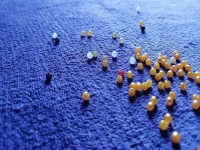 串珠手工活，漂亮又簡單好做的居家兼職