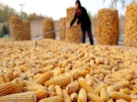 秋收結(jié)束，低成本創(chuàng)業(yè)做手工傳承官，讓很多人不外出打工，農(nóng)村創(chuàng)業(yè)把事業(yè)搞起來